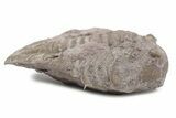 Bargain, Fossil Asaphus Expansus Trilobite - Russia #363196-1